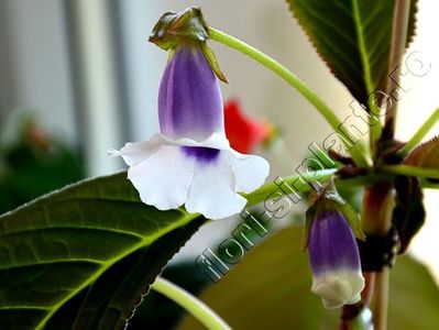 Sinningia speciosa Carangola