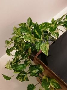 Epipremnum aureum; 80 lei
