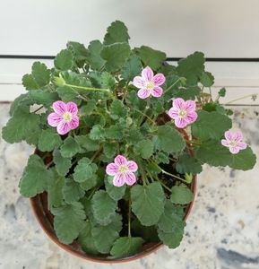 Erodium Reichardii Charm