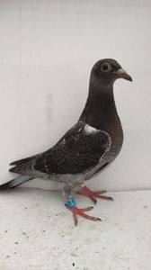 vandut