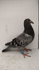vandut