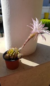 Echinopsis Oxygona; In sfarsit a inflorit si unul dintre lenesii mei!
