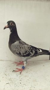 vandut 79buc