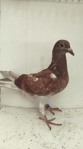 vandut 58buc