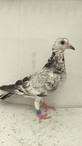 vandut