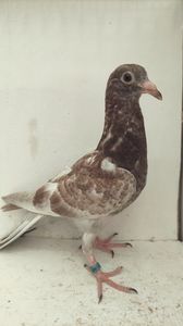 vandut