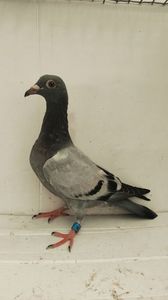 vandut 78buc