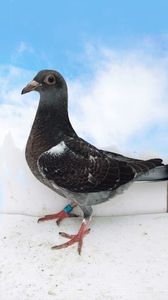 vandut