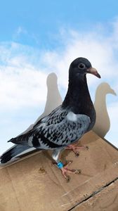 vandut