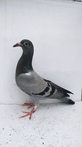 vandut