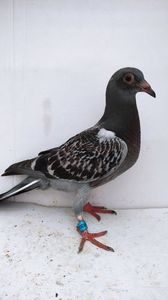 vandut
