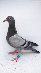 vandut 75buc