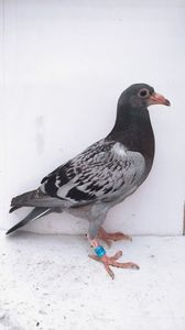 vandut
