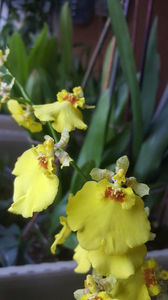 oncidesa "sweet sugar"