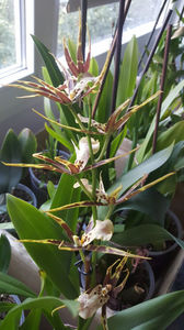 bratonia "shelob tolkien pink"
