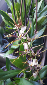 bratonia "shelob tolkien pink"