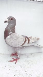 F 2020 vanduta
