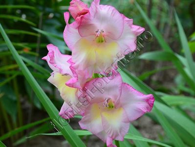 Gladiole