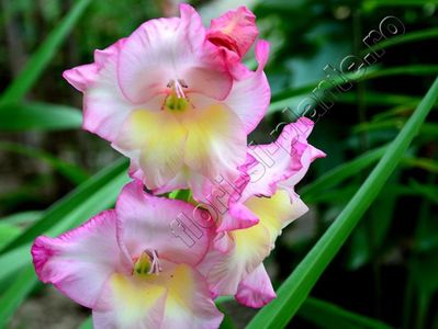 Gladiole