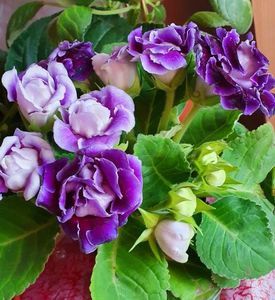 05.08.2021; Gloxinia
