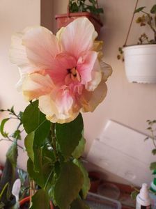 IMG-20210802-WA0002