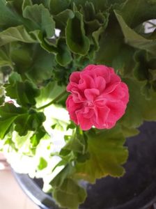 IMG-20210802-WA0003
