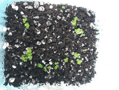 Semințe de la Passio Flora; Semănat pe 6 iulie 2021
