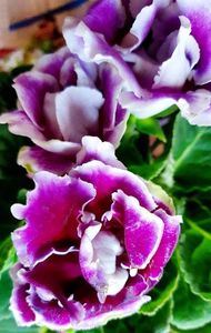 09.08.2021; Gloxinia

