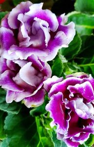 09.08.2021; Gloxinia
