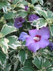 hibiscus_syriacus_meehanii