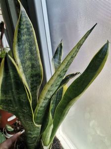 Sanseveria 25lei