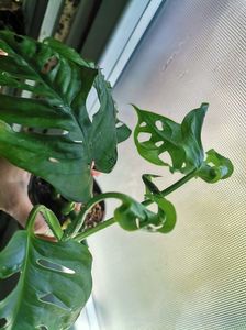 Philodendron adansonii 35; Vandut
