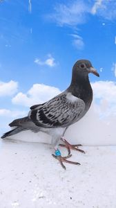 vandut