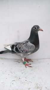 vandut