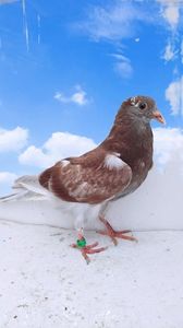 vandut