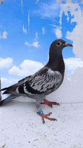 vandut