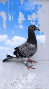 vandut