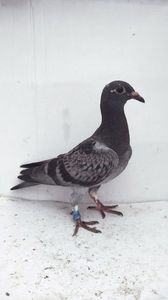 vandut