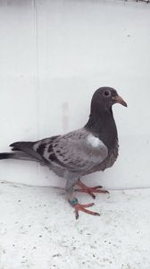 vandut