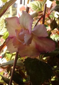 ; un frumos cu flore mareee

