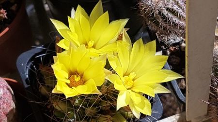 Mammillaria longimamma