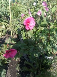 Hibiscus moscheutos de la 40 lei bucata