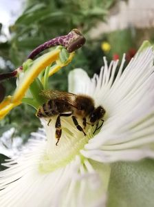 Passiflora constance elliot