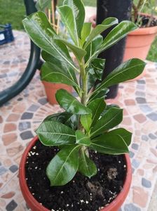 Adenium