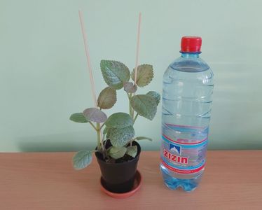 ; Pet-ul de apa de 1 L este pentru a va da seama de dimensiunea plantei.
