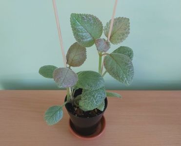 Episcia Lemon Zest (25); Plantuta tanara, inradacinata in ghiveci de 7 cm = 25 Lei.
