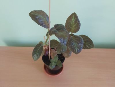 Episcia Pinkiscia  (25); Plantuta tanara, inradacinata in ghiveci de 7 cm = 25 Lei.
