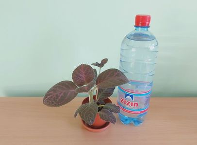 ; Pet-ul de apa de 1 L este pentru a va da seama de dimensiunea plantei.

