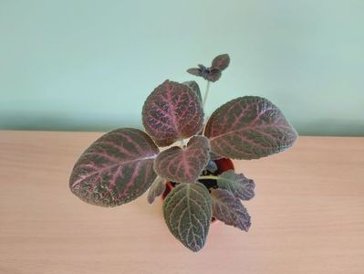 Episcia Kee Wee (25); Plantuta tanara, inradacinata in ghiveci de 5 cm = 25 Lei.
