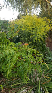 solidago canadensis